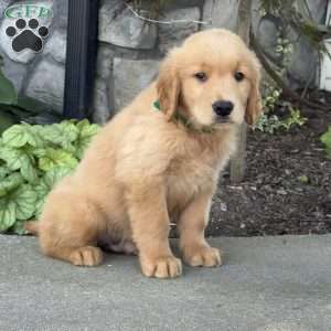 Diego, Golden Retriever Puppy