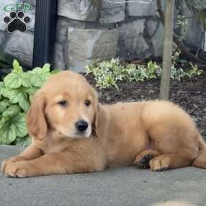 Dexter, Golden Retriever Puppy