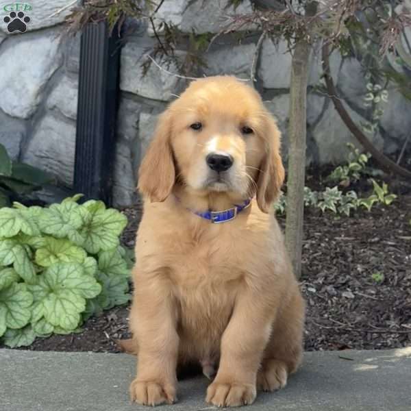 Dexter, Golden Retriever Puppy