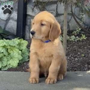Dexter, Golden Retriever Puppy