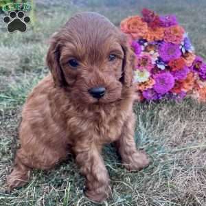 Aston, Cavapoo Puppy