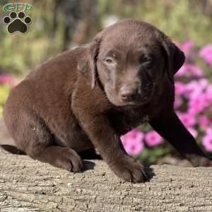Sabrina, Chocolate Labrador Retriever Puppy