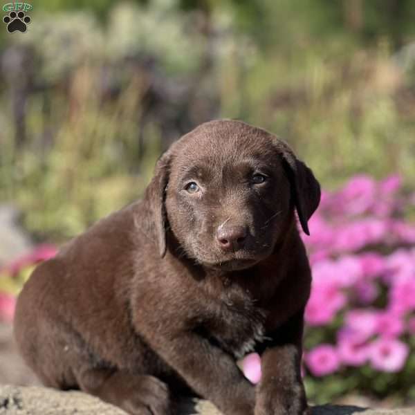 Sabrina, Chocolate Labrador Retriever Puppy