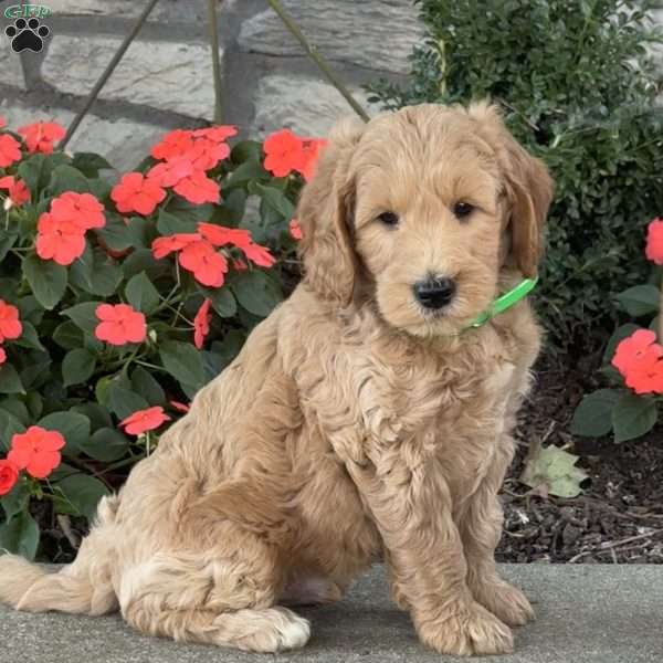 Hunter, Goldendoodle Puppy