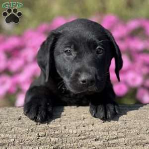Stacey, Black Labrador Retriever Puppy