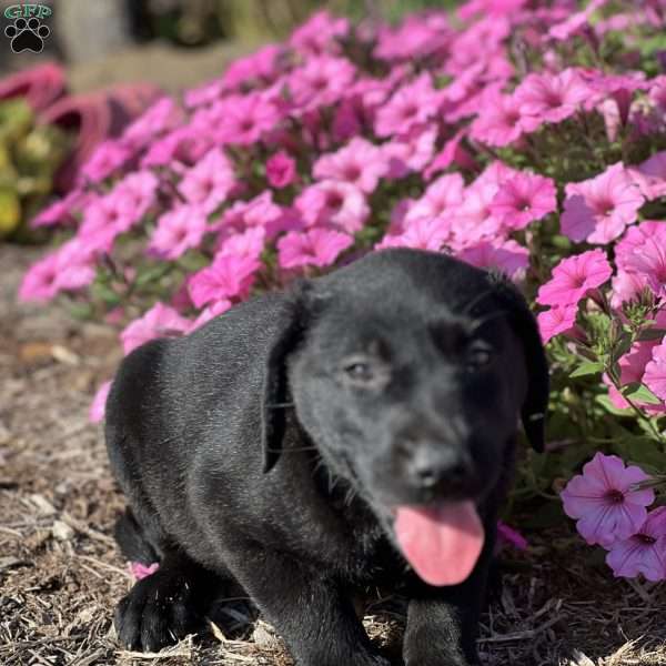Stacey, Black Labrador Retriever Puppy