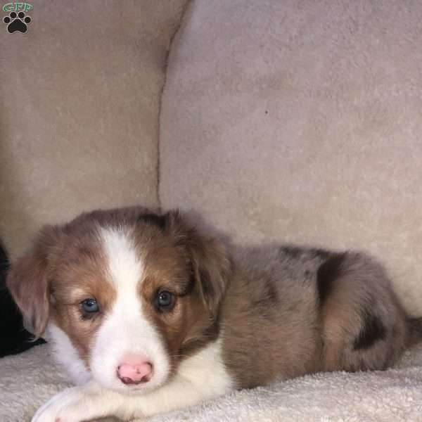 Sienna, Miniature Australian Shepherd Mix Puppy