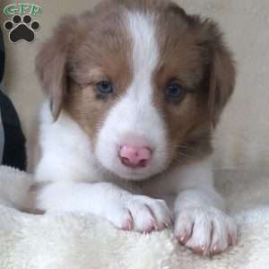 Sienna, Miniature Australian Shepherd Mix Puppy