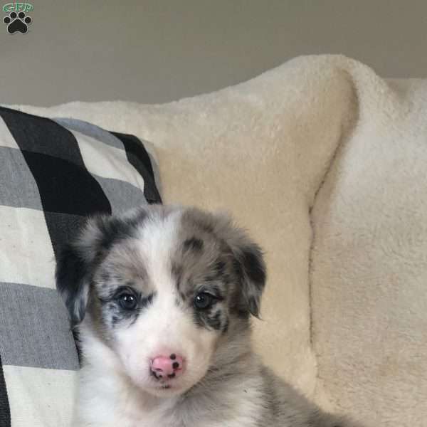 Scarlett, Miniature Australian Shepherd Mix Puppy