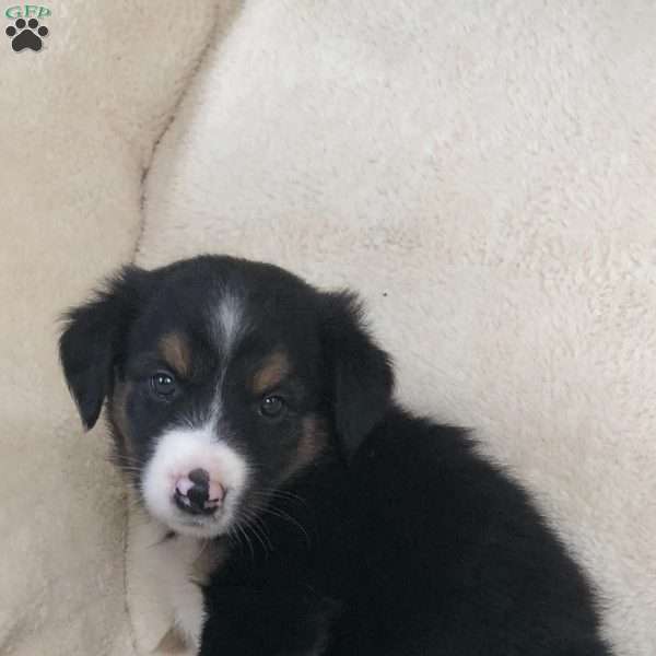 Sophie, Miniature Australian Shepherd Mix Puppy