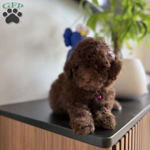 Tootsie, Toy Poodle Puppy