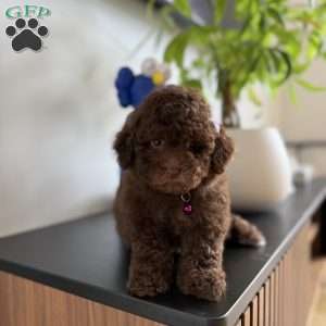 Tootsie, Toy Poodle Puppy