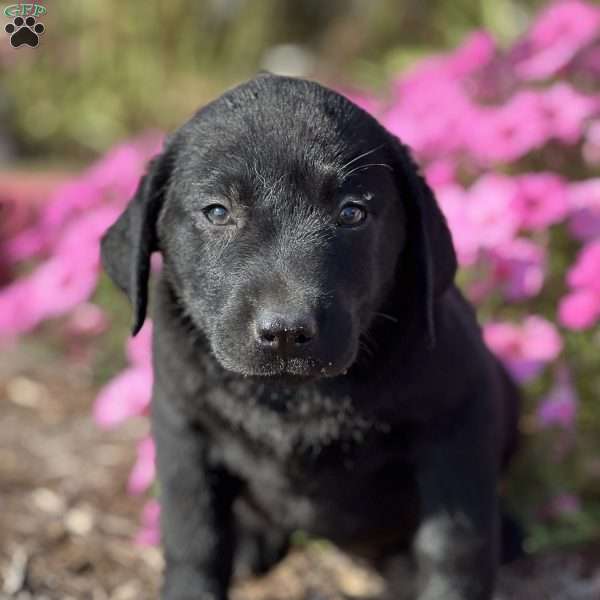 Serenity, Black Labrador Retriever Puppy