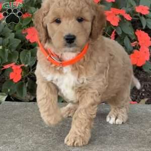 Hannah, Goldendoodle Puppy