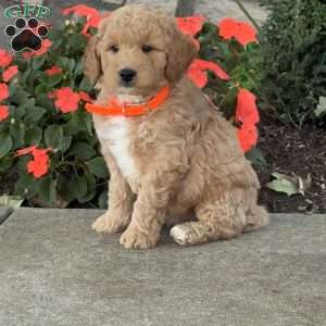 Hannah, Goldendoodle Puppy