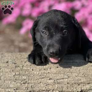 Serenity, Black Labrador Retriever Puppy