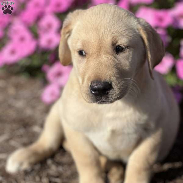 Summer, Yellow Labrador Retriever Puppy