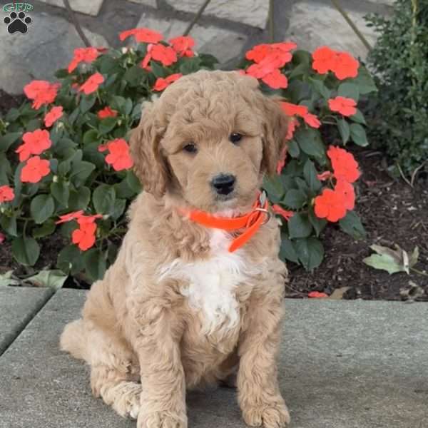 Hannah, Goldendoodle Puppy