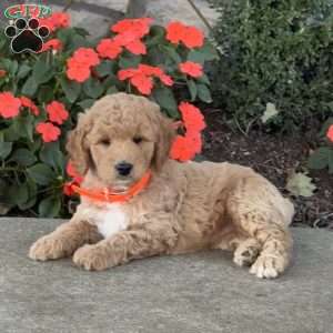 Hannah, Goldendoodle Puppy