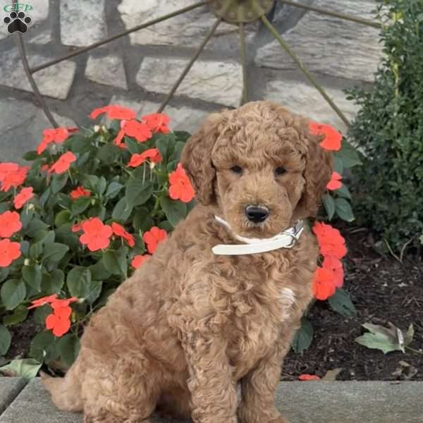 Hope, Goldendoodle Puppy