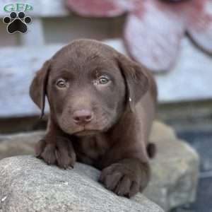 Sebastian, Chocolate Labrador Retriever Puppy