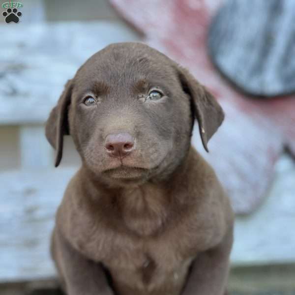 Sebastian, Chocolate Labrador Retriever Puppy