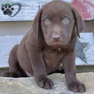 Santi, Chocolate Labrador Retriever Puppy