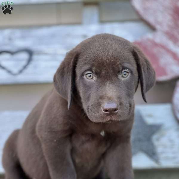 Santi, Chocolate Labrador Retriever Puppy