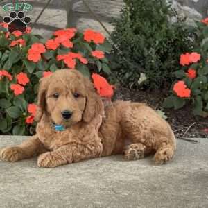 Homer, Goldendoodle Puppy
