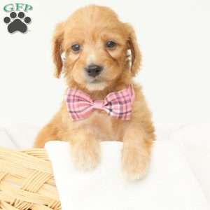 Primrose, Irish Doodle Puppy