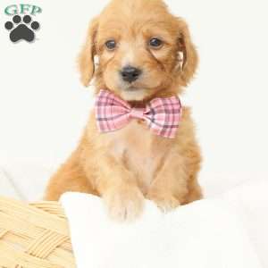 Primrose, Irish Doodle Puppy