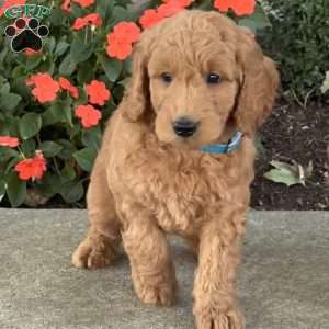 Homer, Goldendoodle Puppy