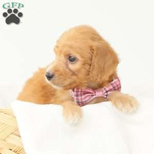 Primrose, Irish Doodle Puppy