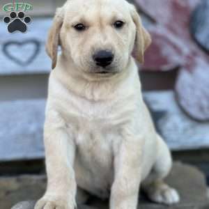 Sparky, Yellow Labrador Retriever Puppy