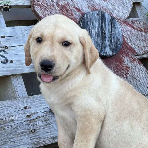 Steve, Yellow Labrador Retriever Puppy