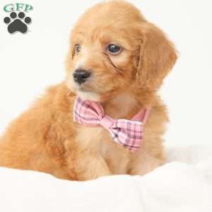Primrose, Irish Doodle Puppy