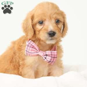 Primrose, Irish Doodle Puppy