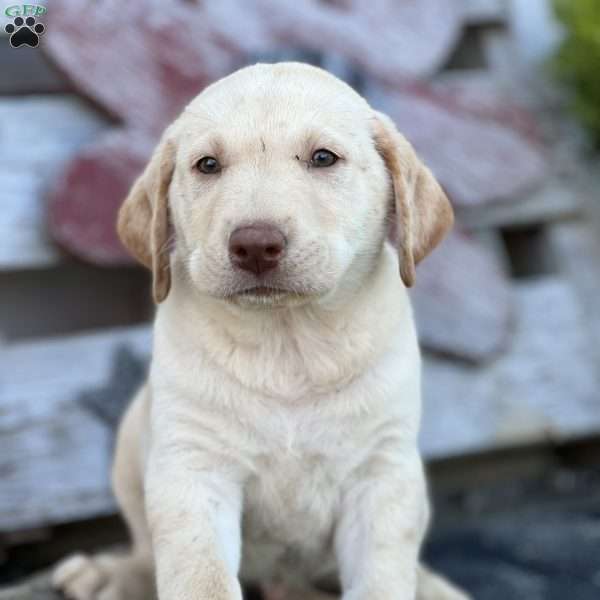Sparky, Yellow Labrador Retriever Puppy