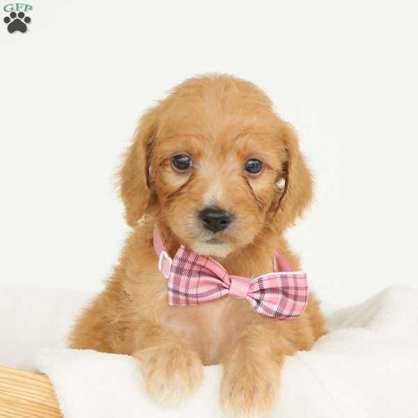 Primrose, Irish Doodle Puppy