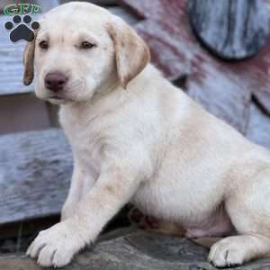 Steve, Yellow Labrador Retriever Puppy
