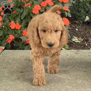 Homer, Goldendoodle Puppy