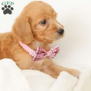 Primrose, Irish Doodle Puppy