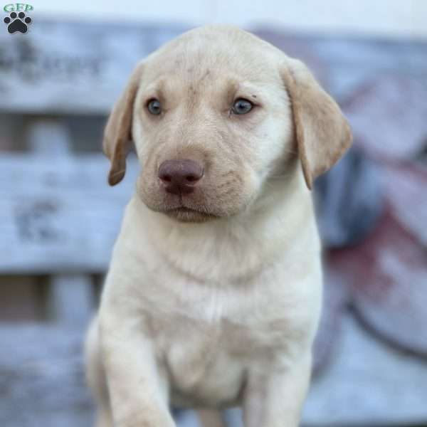 Sunny, Yellow Labrador Retriever Puppy