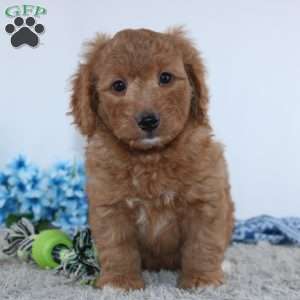 Royal, Mini Goldendoodle Puppy