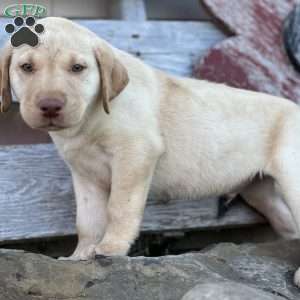 Sunny, Yellow Labrador Retriever Puppy