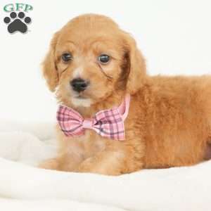 Primrose, Irish Doodle Puppy