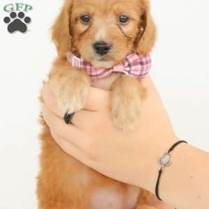 Primrose, Irish Doodle Puppy