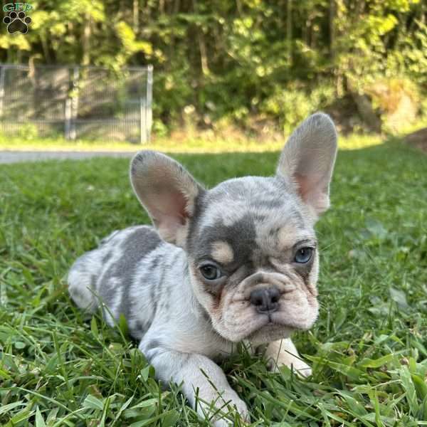 Max, French Bulldog Puppy