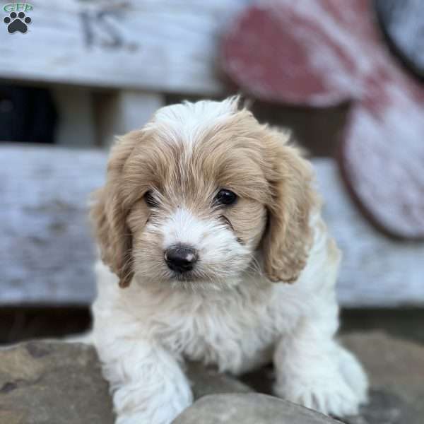 Sassy, Cockapoo Puppy