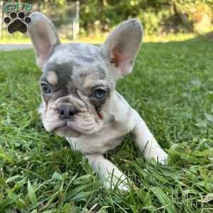 Max, French Bulldog Puppy